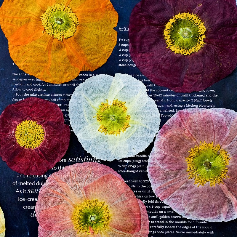 Photo Frame Baby - 1 pz, Fiori di Papavero Naturali