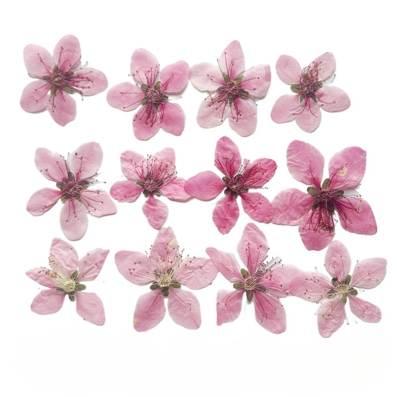 Photo Frame Baby - 12 Pezzi, Fiori di Pesco Naturali