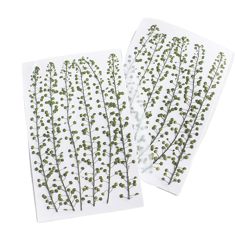 Colore naturale Campana verde  - Photo Frame Baby recensione e prezzo