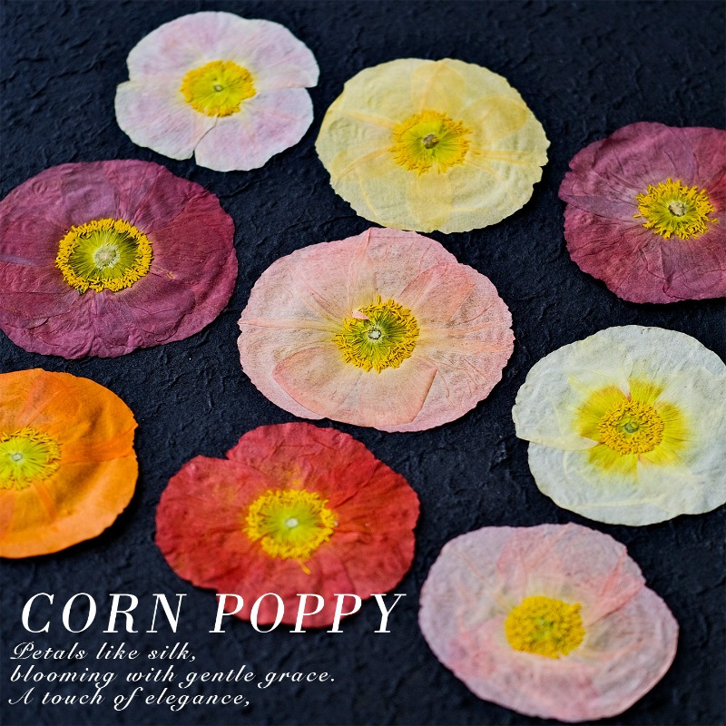 1 pz, Fiori di Papavero Natura - Photo Frame Baby recensione e prezzo