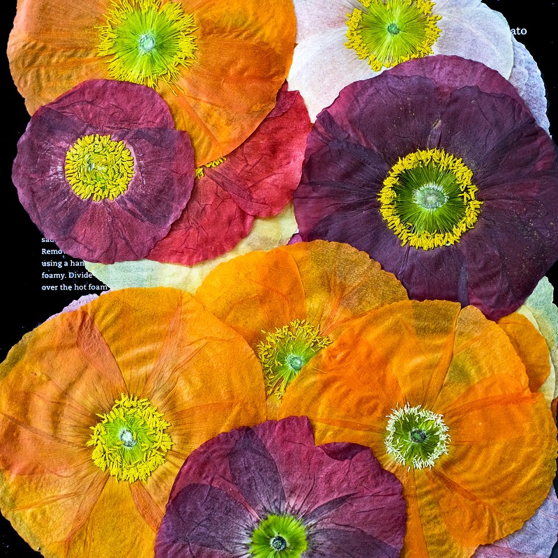 1 pz, Fiori di Papavero Natura - Photo Frame Baby recensione e prezzo