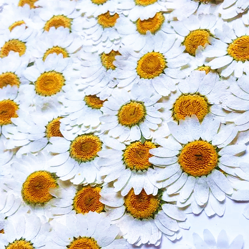100 Pezzi di Fiori Secchi Natu - Photo Frame Baby recensione e prezzo