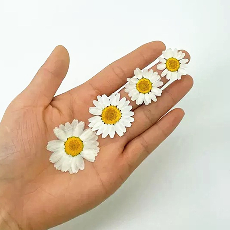 100 Pezzi di Fiori Secchi Natu - Photo Frame Baby recensione e prezzo