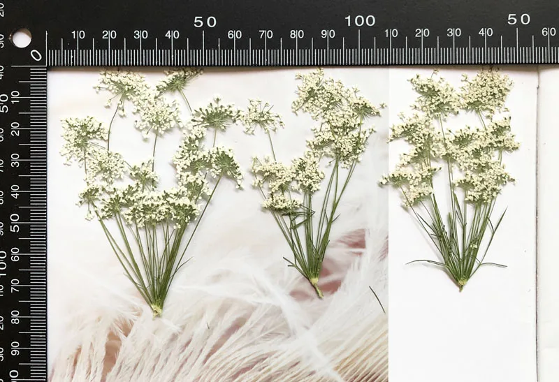 5-7 cm/12 pezzi, piccoli fiori - Photo Frame Baby recensione e prezzo